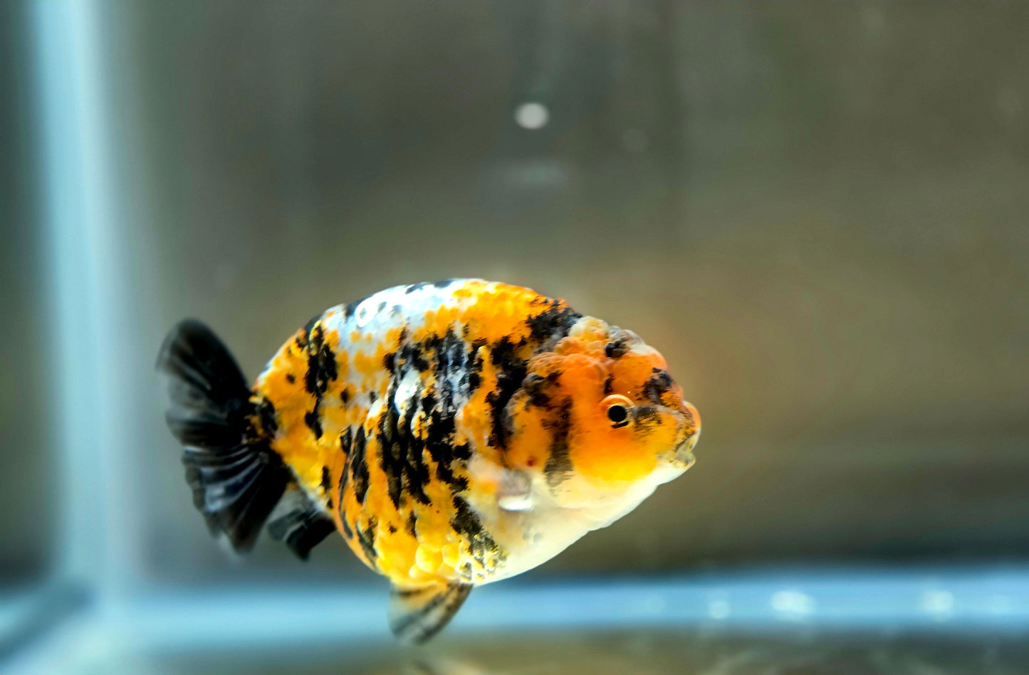 HQ Ranchu July2662 T2