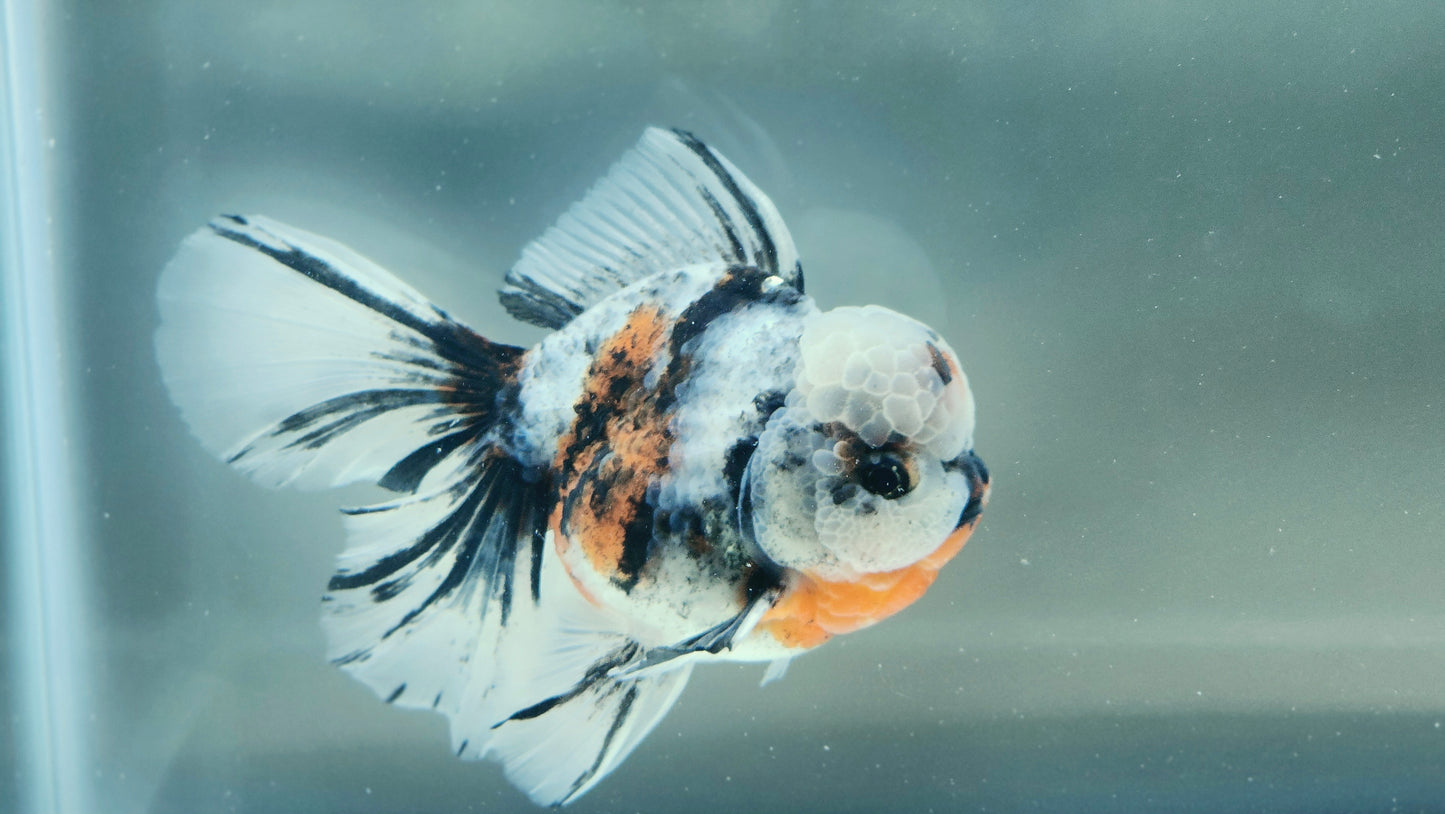VHQ Jumbo Calico Oranda July2610 T5