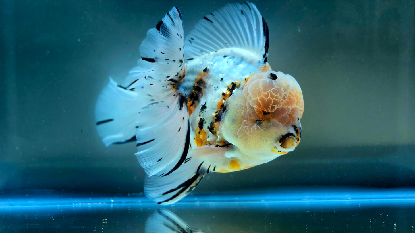 VHQ Jumbo Calico Oranda July2608 T5