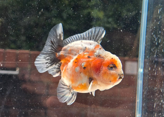 Shogun Short Tail Oranda June008