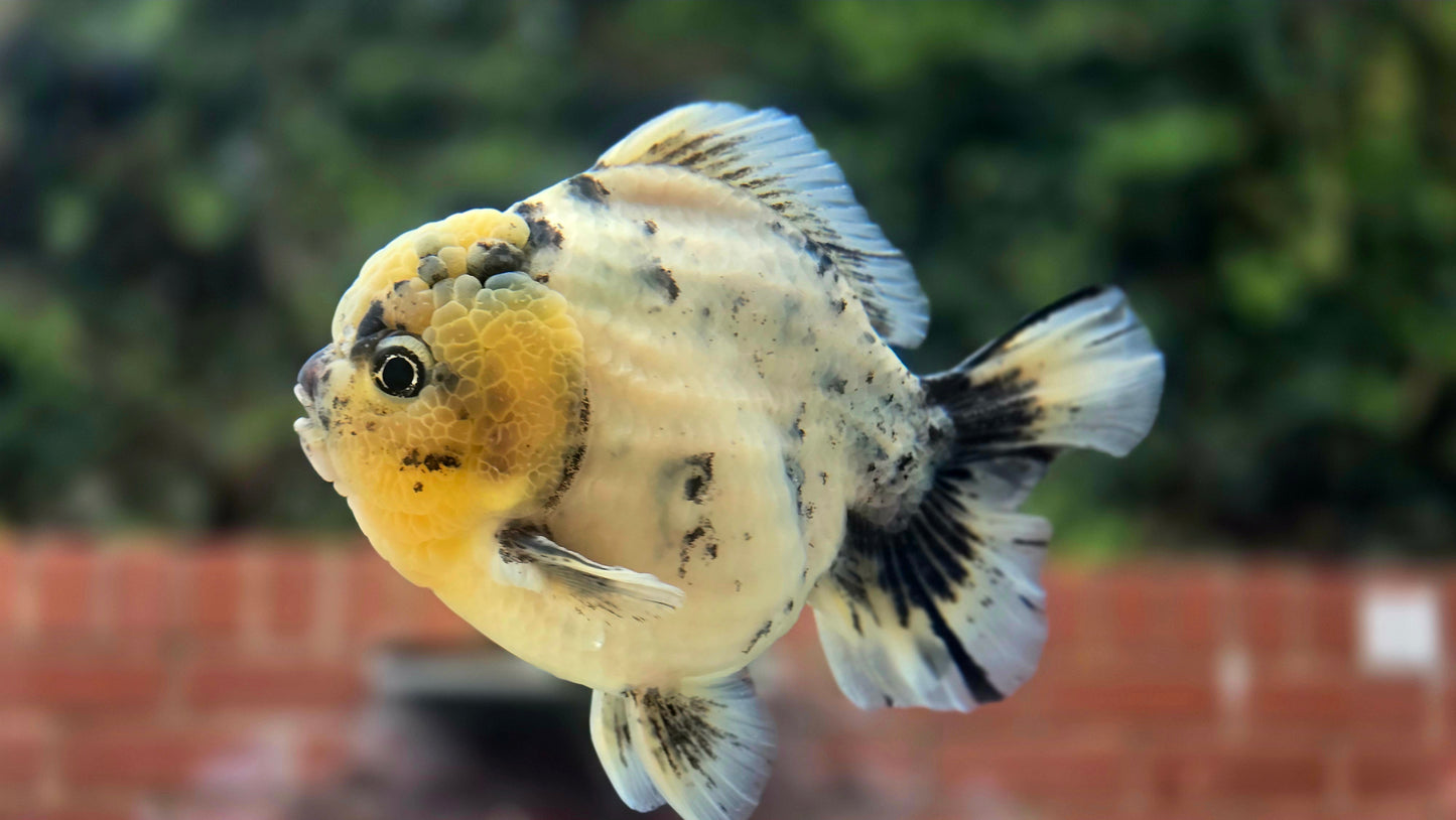 HQ Jumbo Oranda Aug2601P1