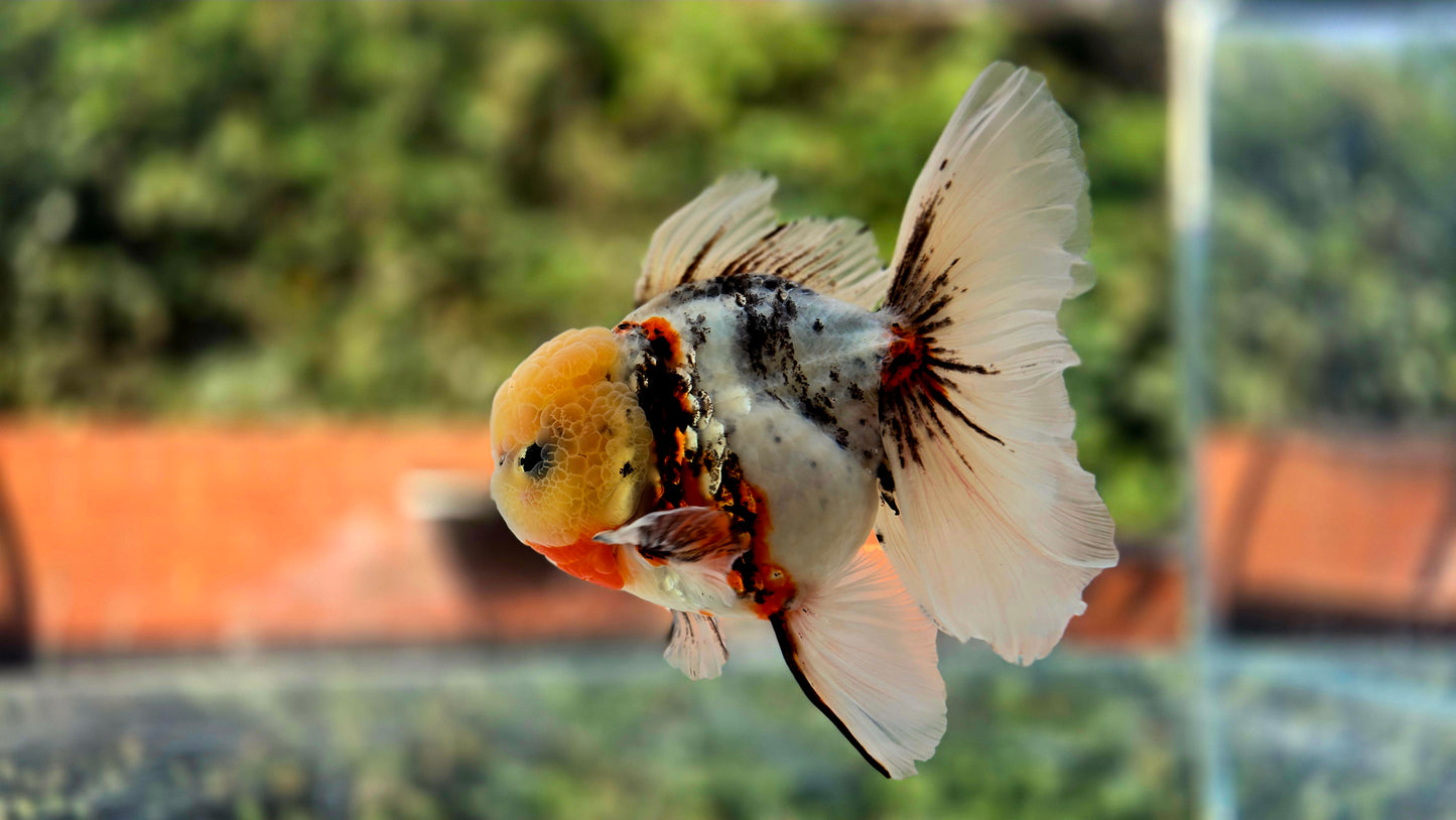 VHQ Jumbo Calico Oranda July2631 P