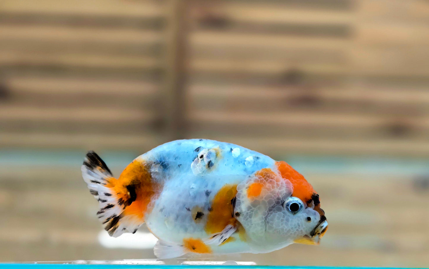 Calico Ranchu May005