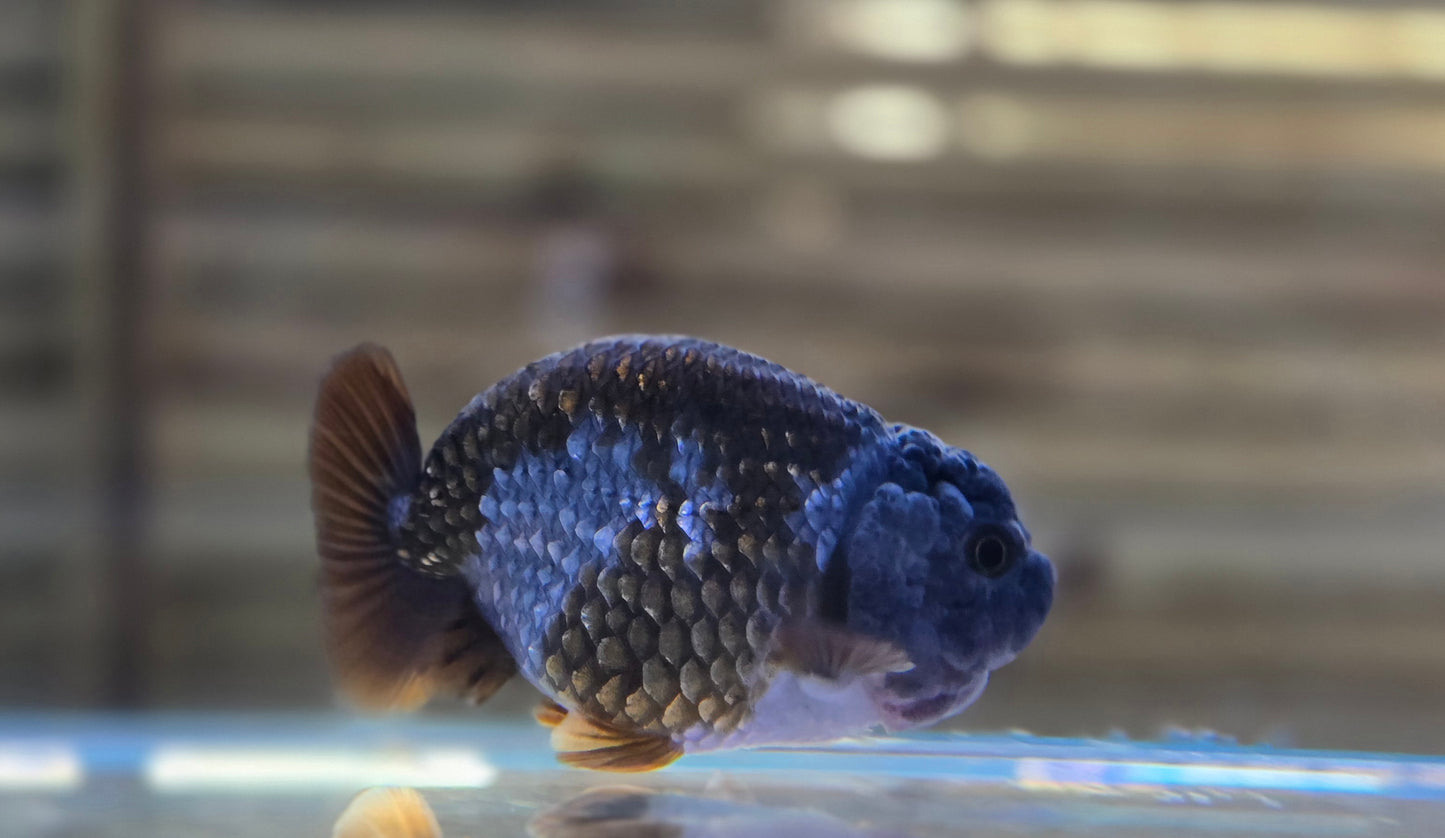 Ochiba Ranchu J26002