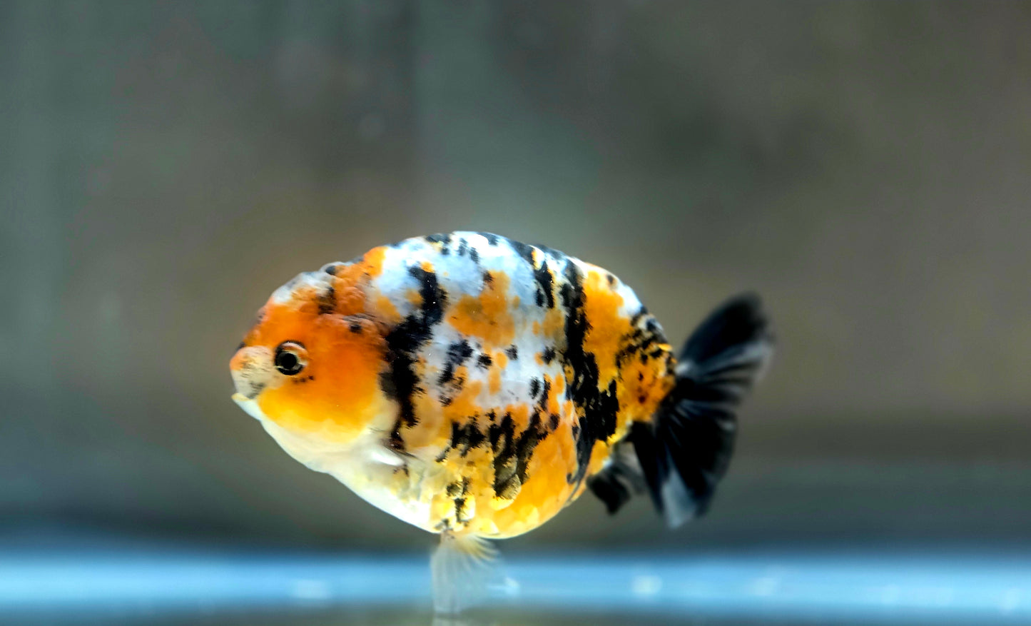 HQ Ranchu July2662 T2