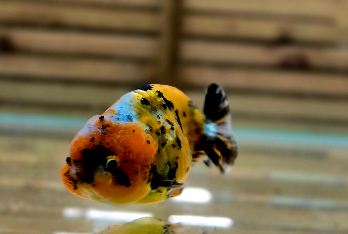 Calico Ranchu May006