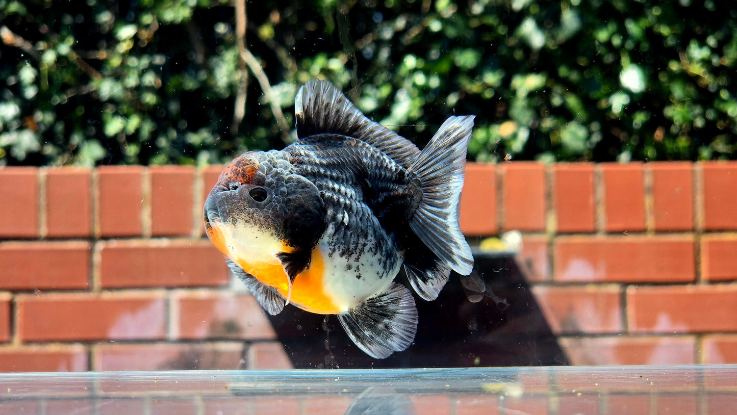 HQ Shogun Oranda July2649 C2