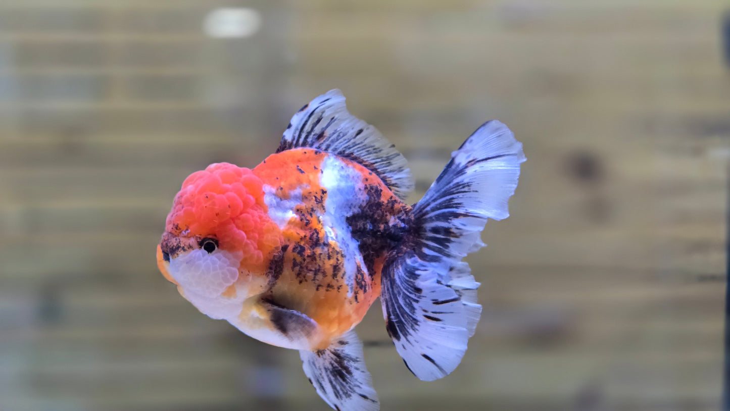 Jumbo Oranda J26017