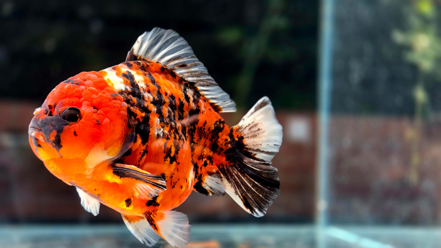 VHQ Jumbo Calico Oranda July2605 P