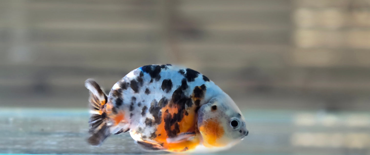 Calico Ranchu May001