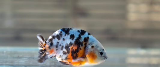 Calico Ranchu May001