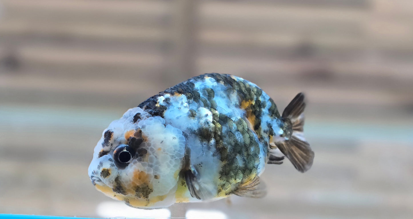 Calico Ranchu May004