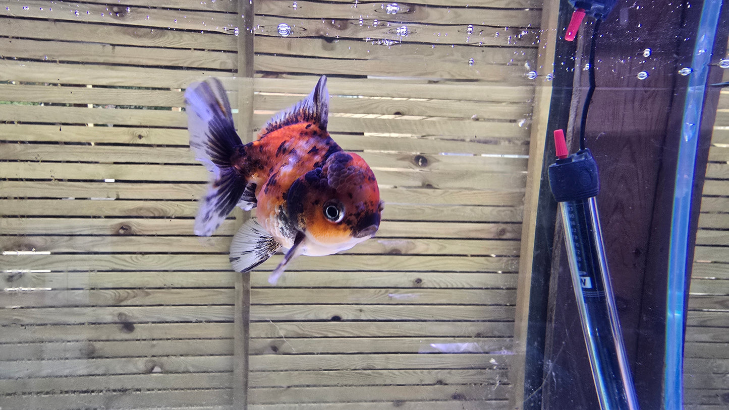 Shogun Short Tail Oranda Sep004