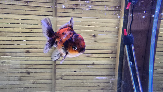 Shogun Short Tail Oranda Sep004