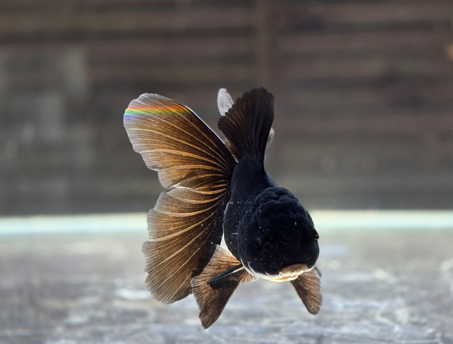 Black Oranda May014