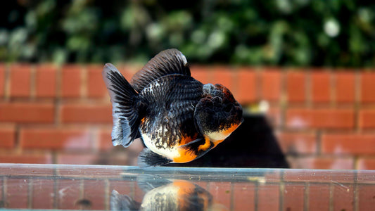 HQ Shogun Oranda July2649 C2