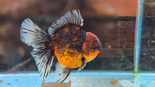 Jumbo Oranda Dec002