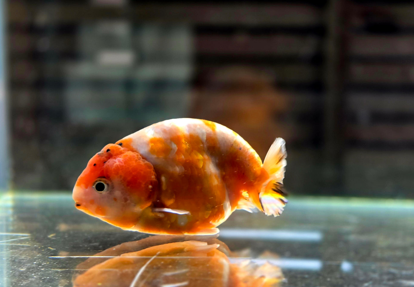 Calico Ranchu May009