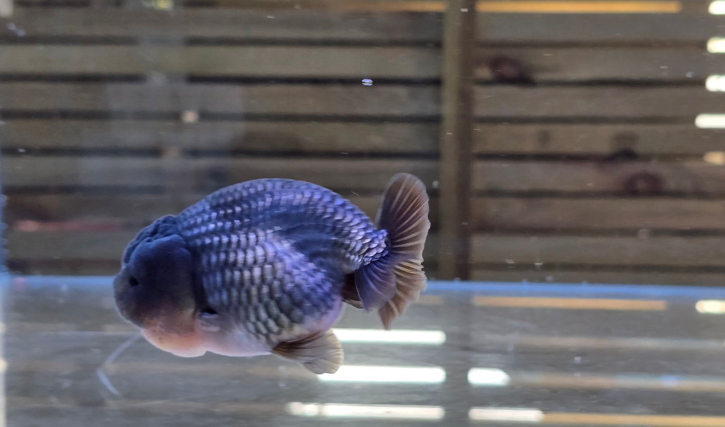 Ochiba Ranchu J26001