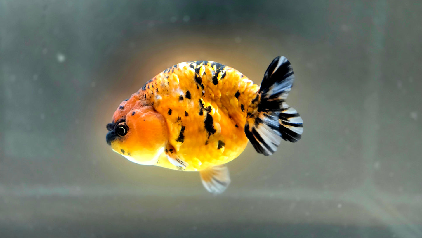 HQ Ranchu July2663 T2