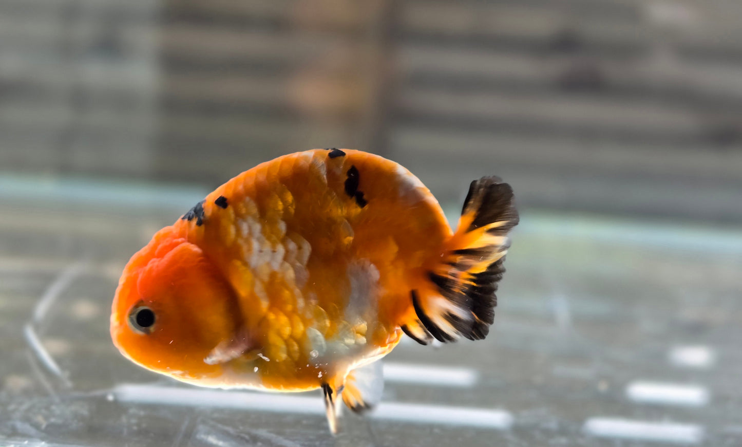 Calico Ranchu May012
