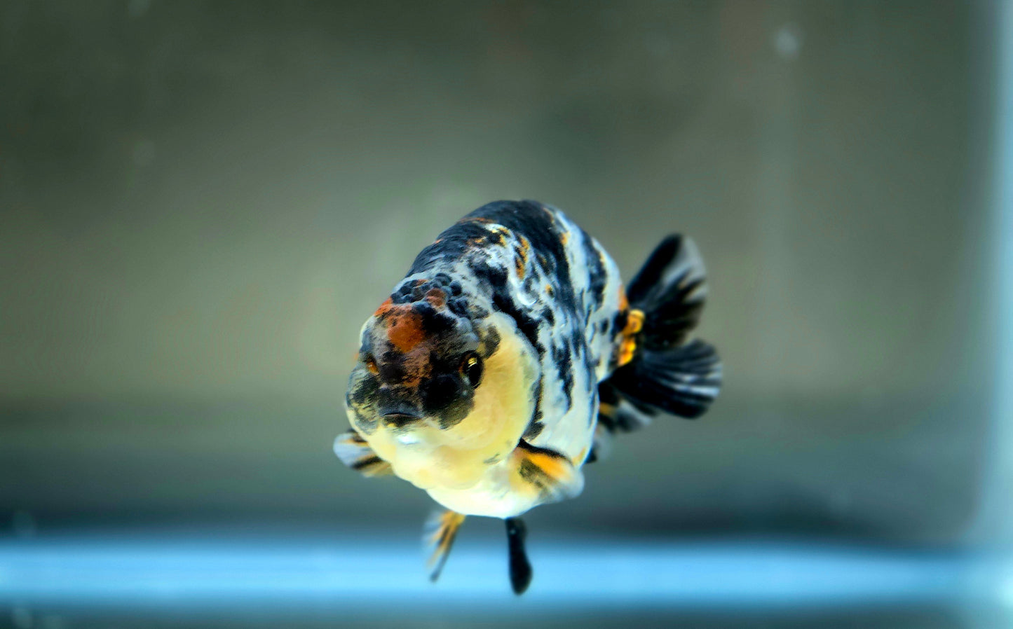 HQ Ranchu July2634 T1