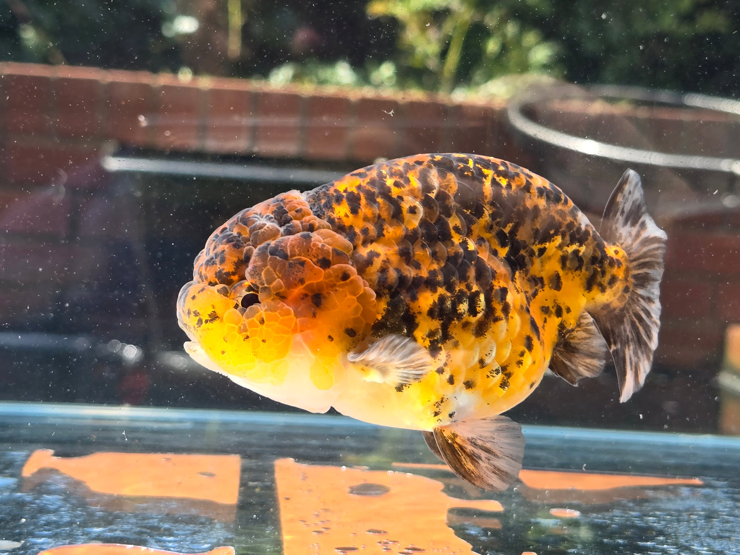 HQ Ranchu June068