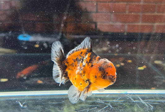 Shogun Short Tail Oranda June009