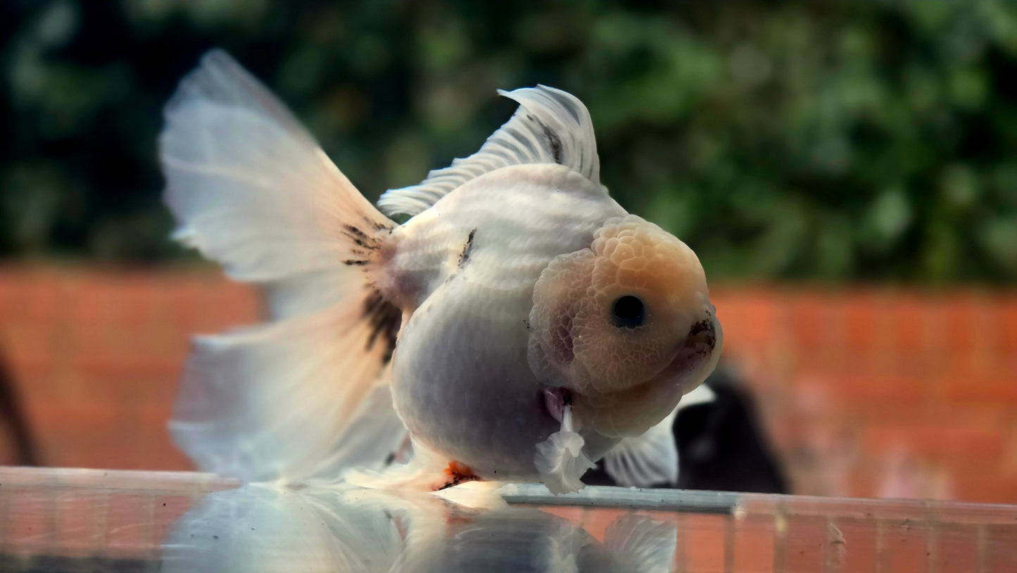 VHQ Jumbo Calico Oranda July2633 C4