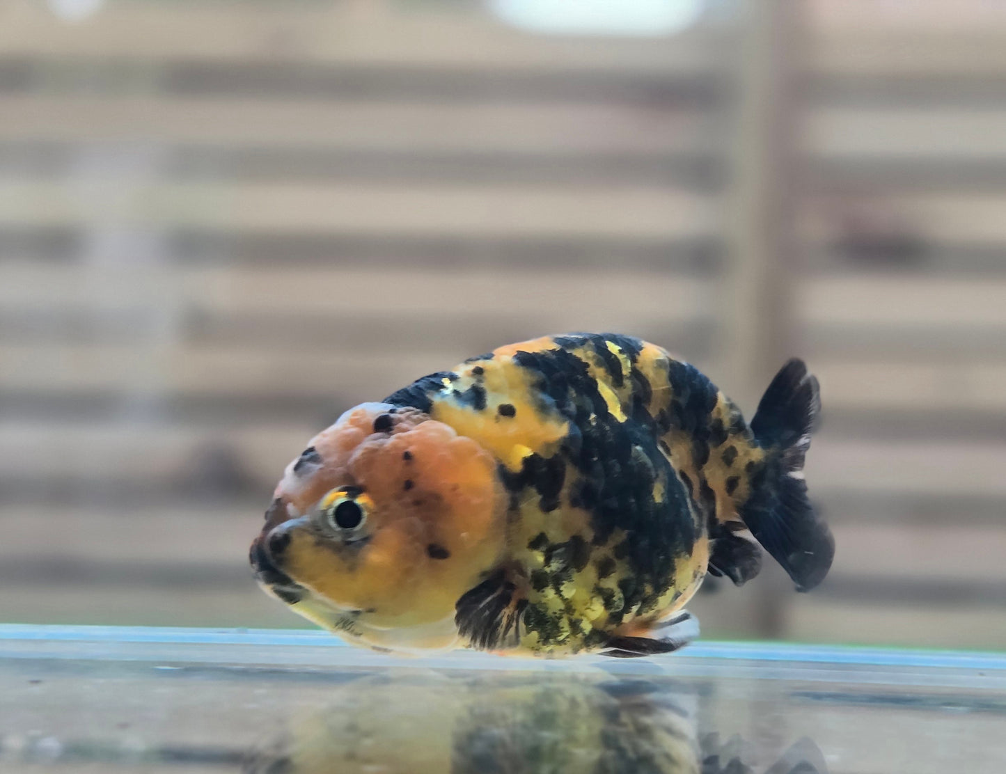 Calico Ranchu May003