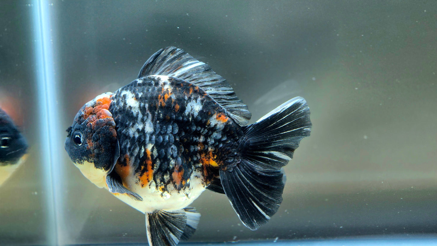 VHQ Jumbo Calico Oranda July2609 T5