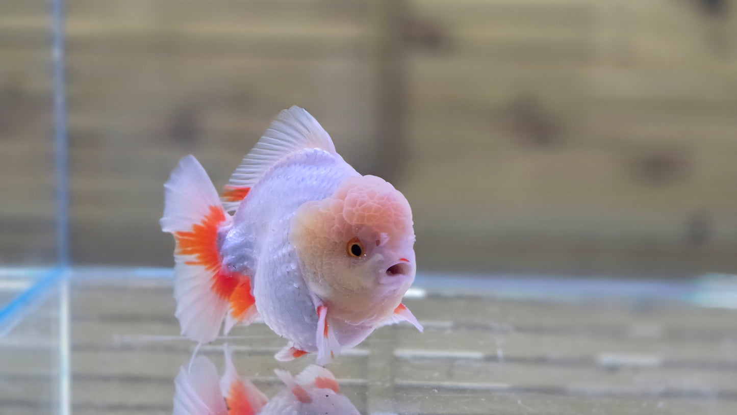 Jumbo Oranda J26012