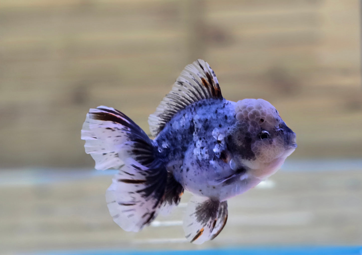 Jumbo Oranda J26010
