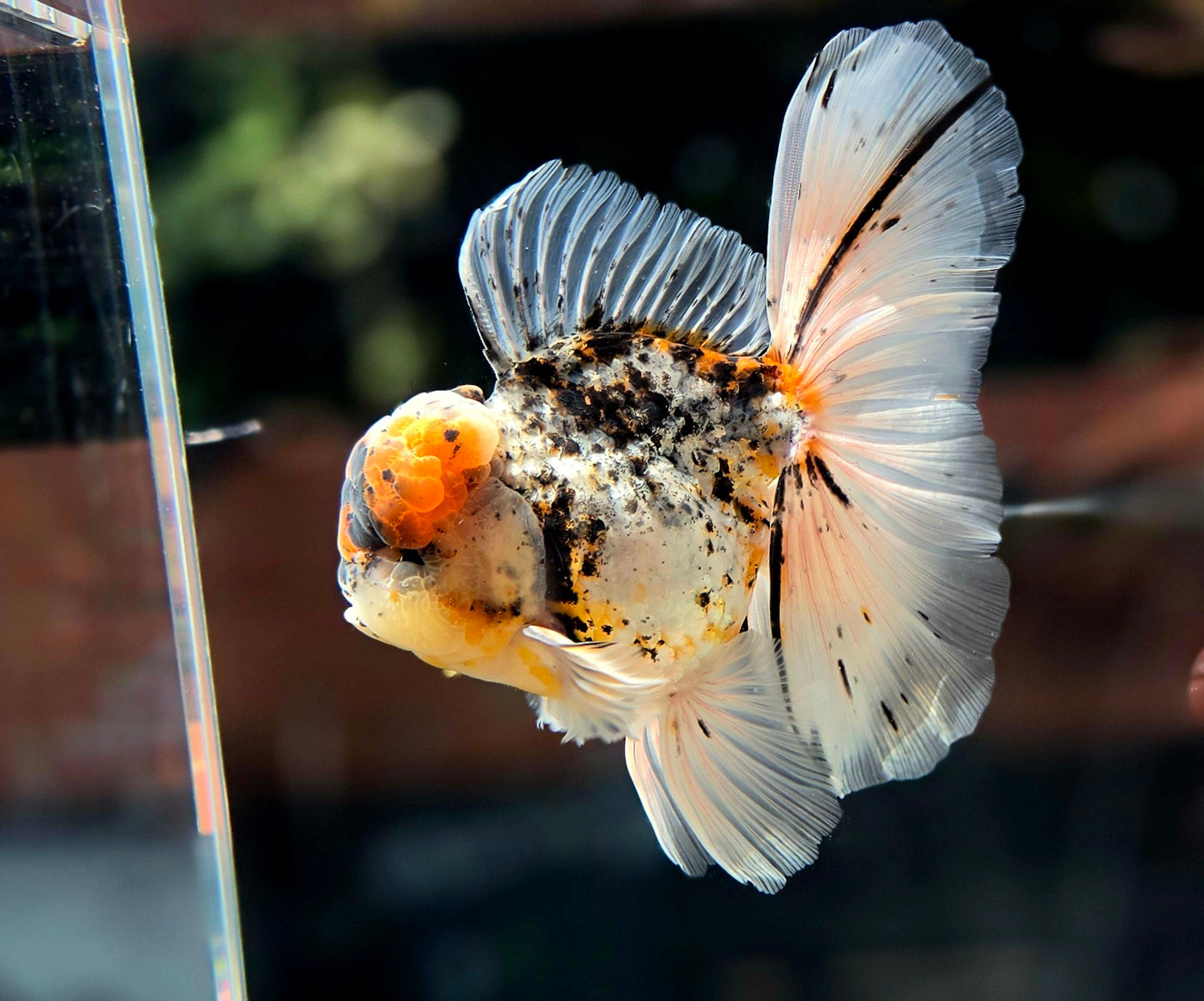 VHQ Jumbo Calico Oranda July2604 P