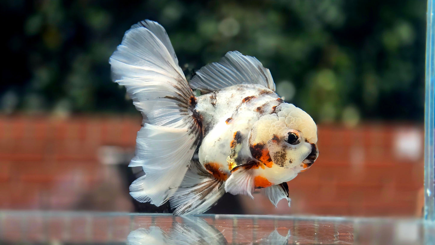 VHQ Jumbo Calico Oranda July2619 T3