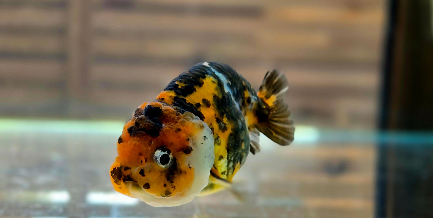 Calico Ranchu May010