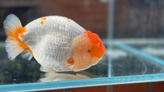 Ranchu June14