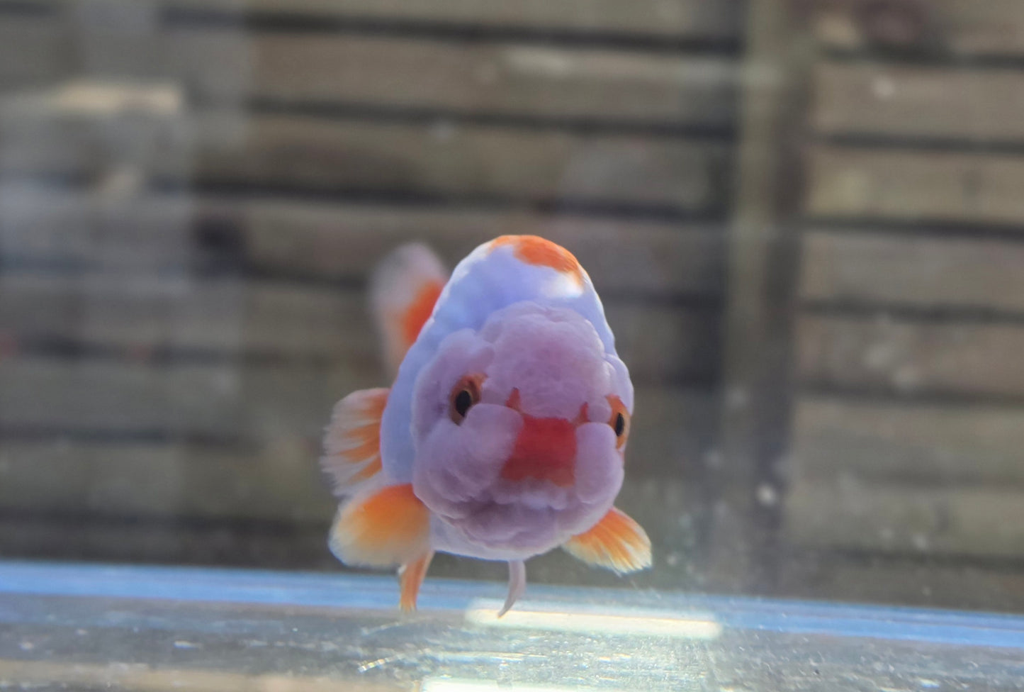 Ranchu J26007