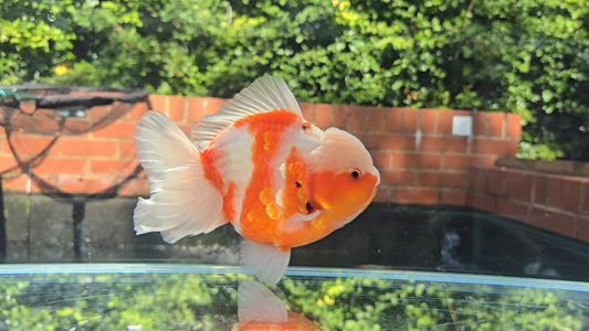 Short Tail Oranda June47