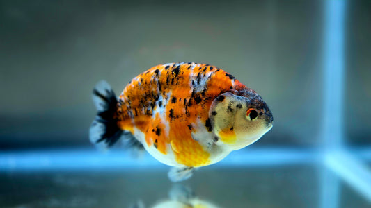 HQ Ranchu July2641 T1