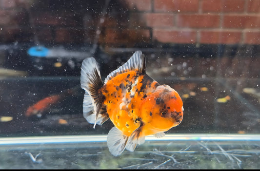 Shogun Short Tail Oranda Sep004