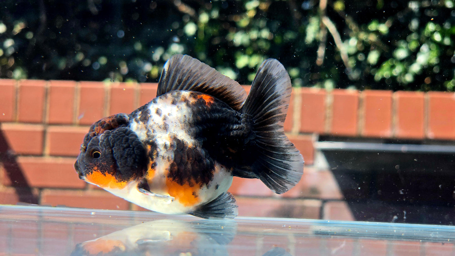 HQ Shogun Oranda July2651 C3