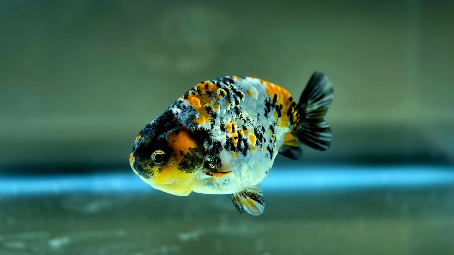 HQ Ranchu July2627 T1