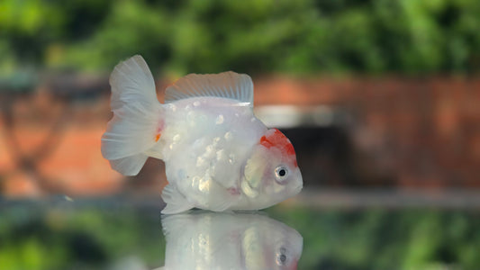 Short Tail Oranda June46
