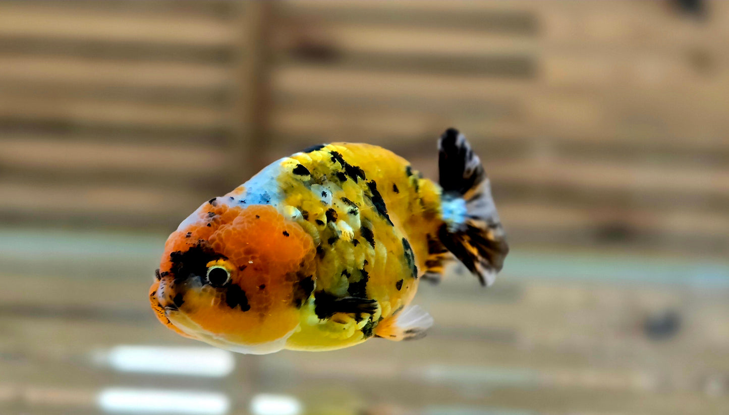 Calico Ranchu May006