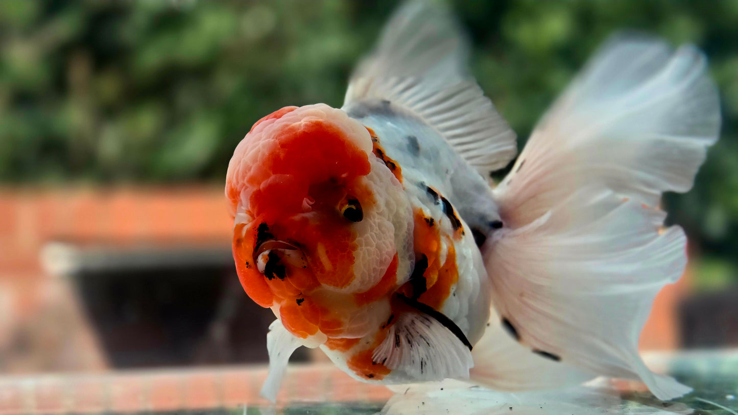 VHQ Jumbo Calico Oranda July2634 C4