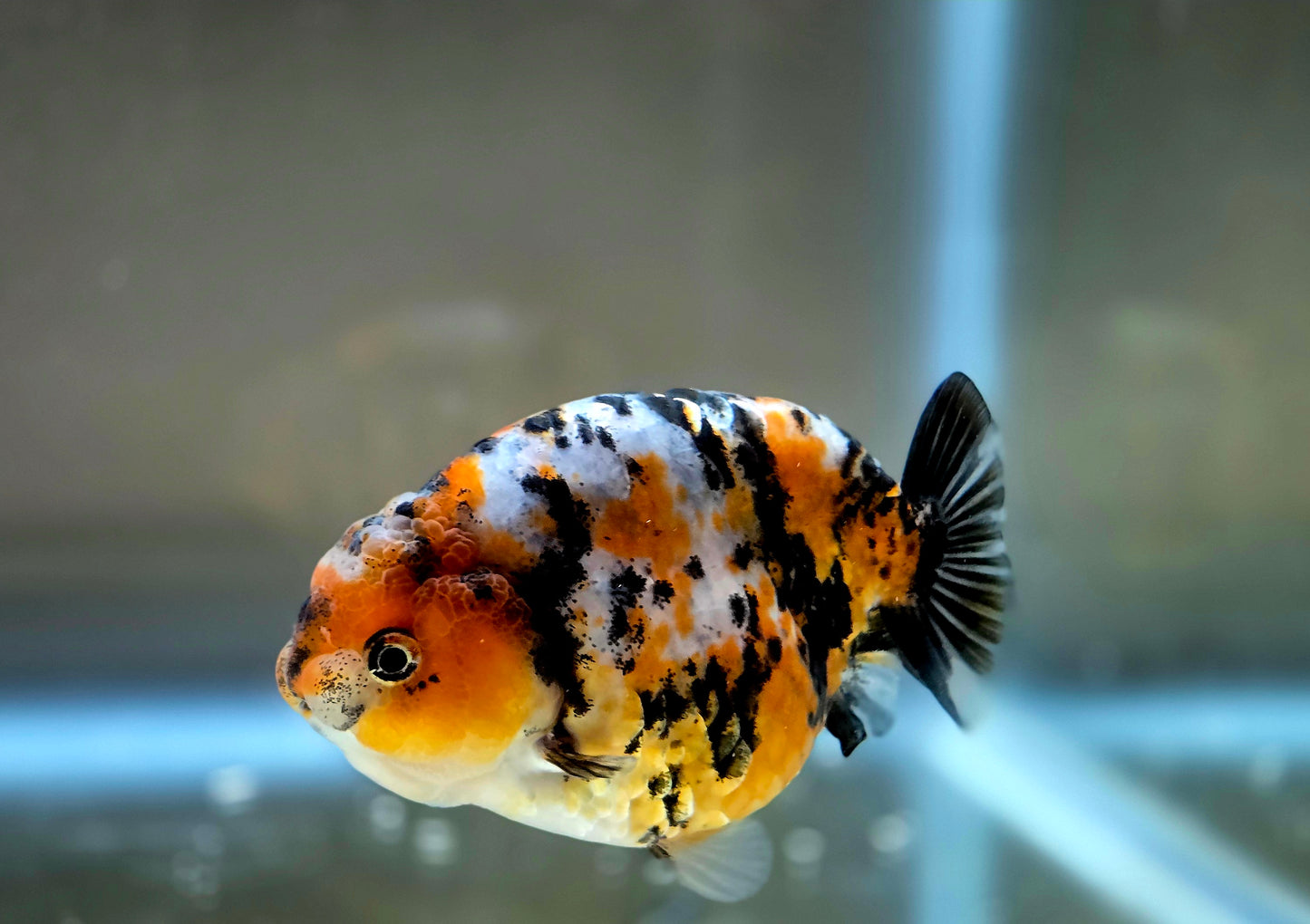 HQ Ranchu July2662 T2
