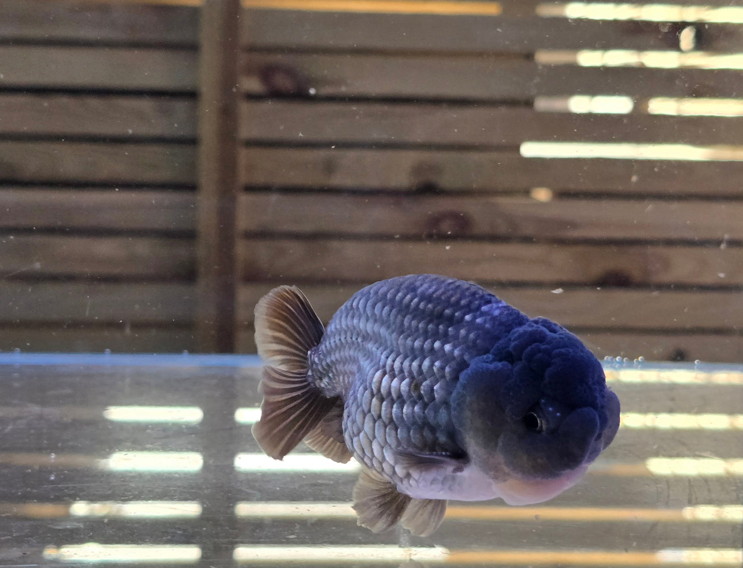 Ochiba Ranchu J26001