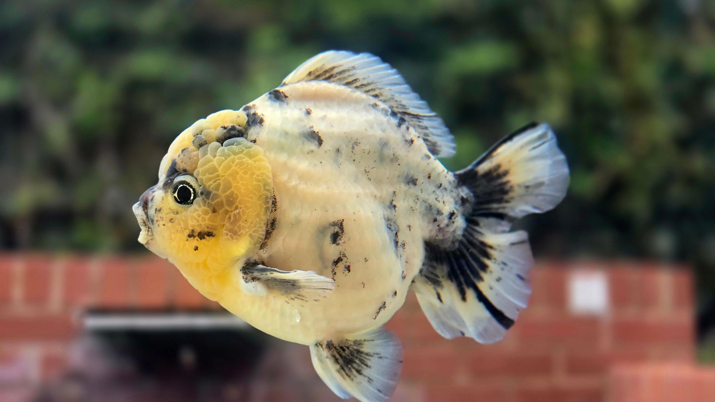 HQ Jumbo Oranda Aug2601P1