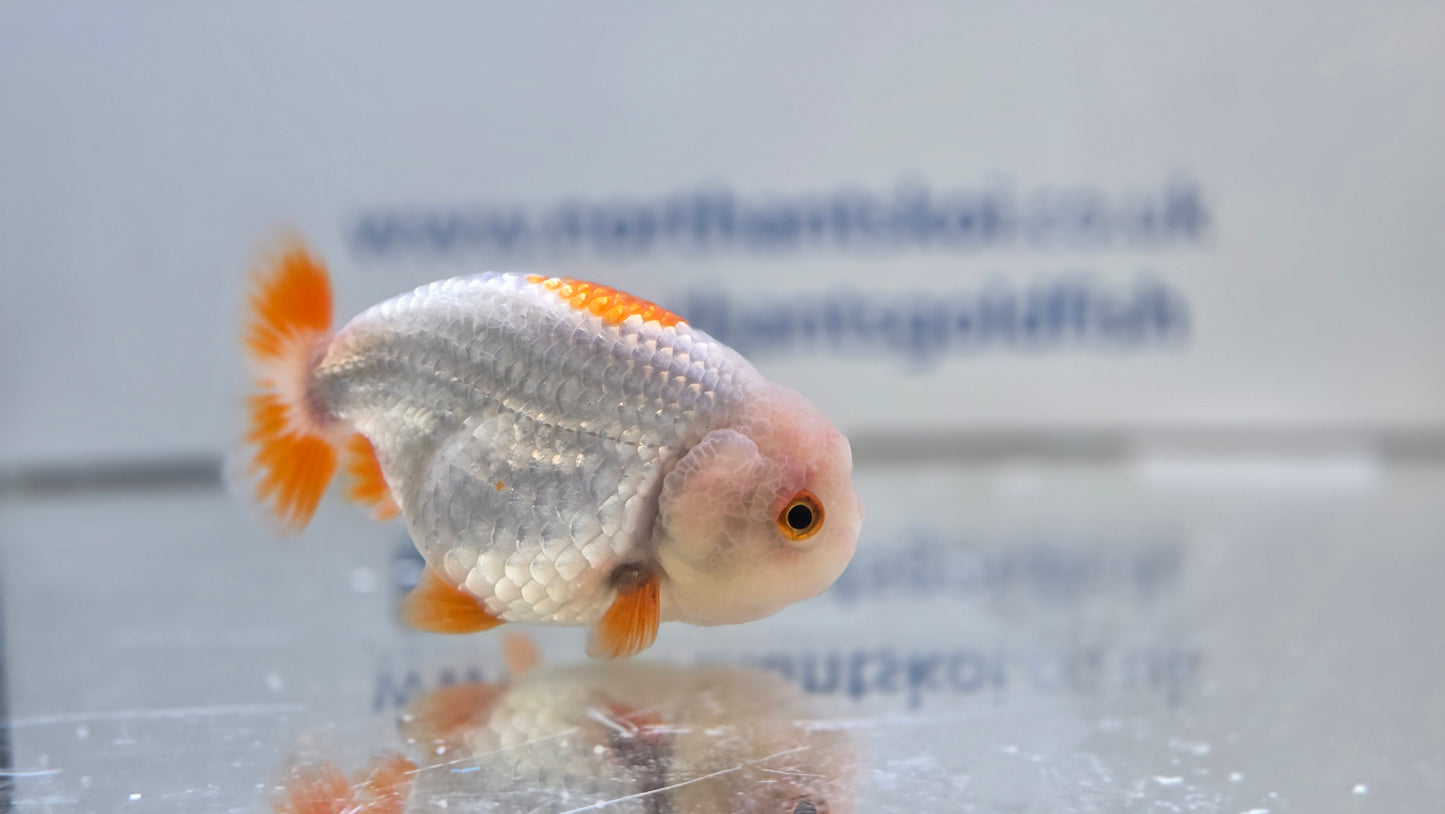Ranchu J26030